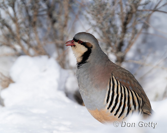 Chukar