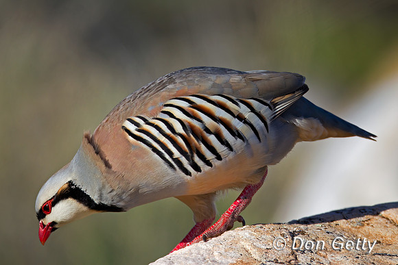 Chukar