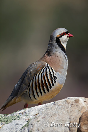 Chukar