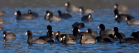 American Coot