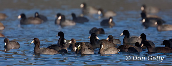 American Coot