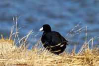American Coot