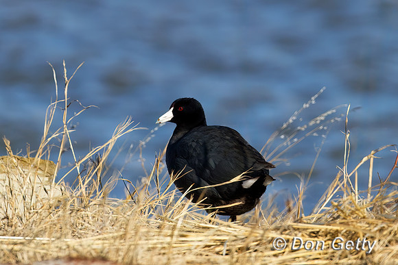 American Coot