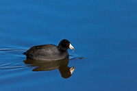 American Coot