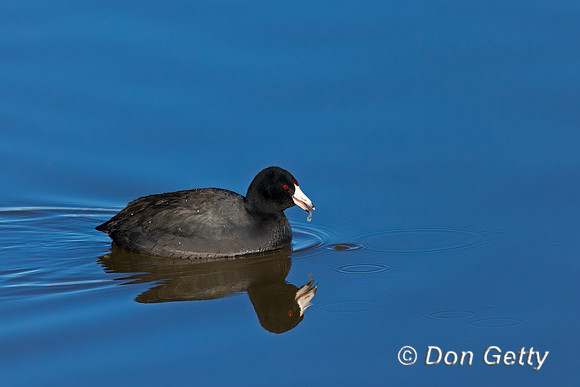 American Coot