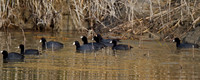 American Coot
