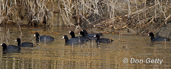 American Coot