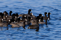 American Coot