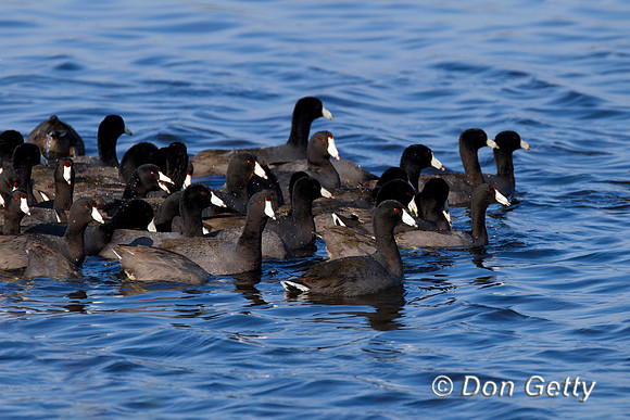 American Coot