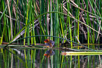 American Coot