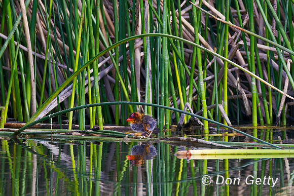 American Coot