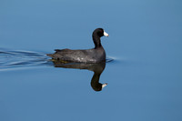 American Coot