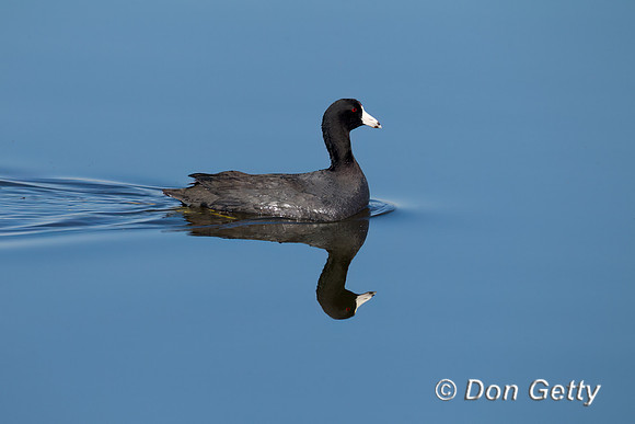 American Coot