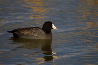 American Coot
