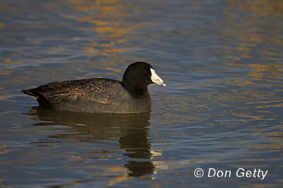 American Coot