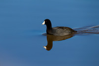 American Coot