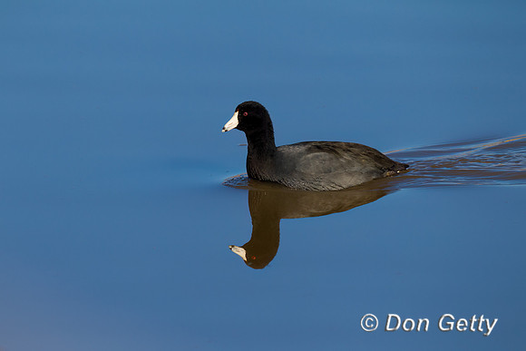 American Coot