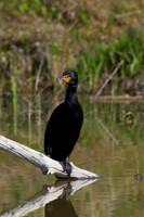 Cormorant_DC_D4B2010
