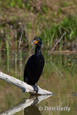 Cormorant_DC_D4B2010