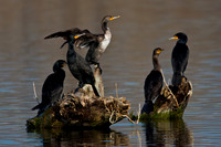 Cormorant_DC_45T0284