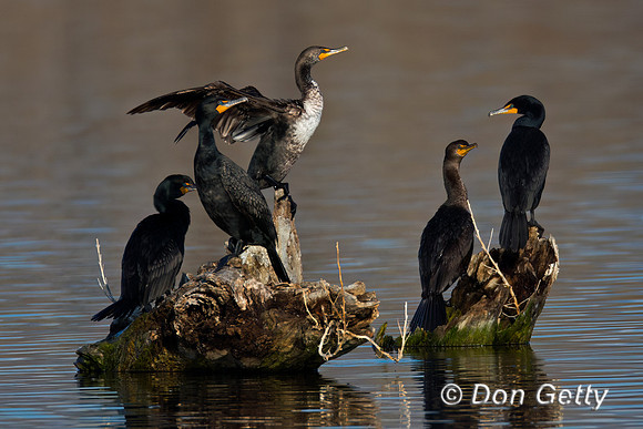 Cormorant_DC_45T0284