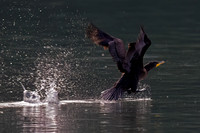 Cormorant_DC_45T3323