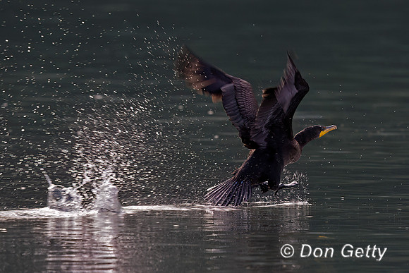 Cormorant_DC_45T3323