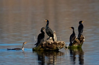 Cormorant_DC_45T0267