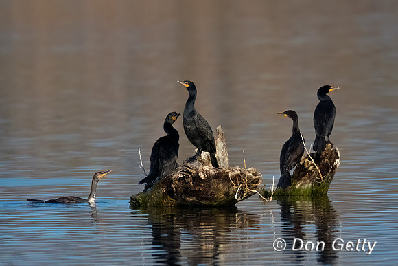 Cormorant_DC_45T0267