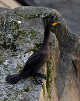 Cormorant_DC_45T3330