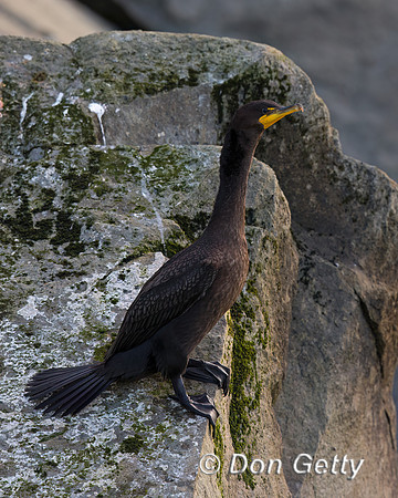 Cormorant_DC_45T3330