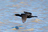Cormorant_DC_DSC8953