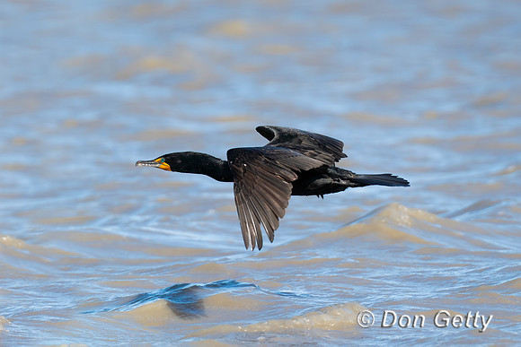 Cormorant_DC_DSC8953