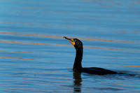 Cormorant_DC_DSC9530