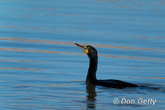 Cormorant_DC_DSC9530