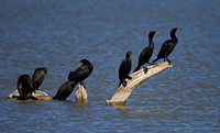 Cormorant_DC_Z2F3961