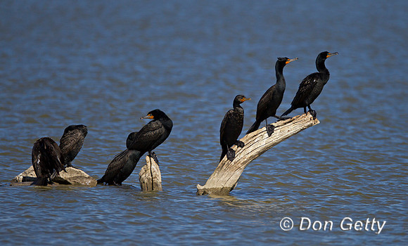Cormorant_DC_Z2F3961