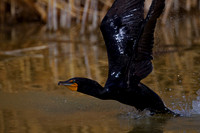 Cormorant_DC_Z2F1661