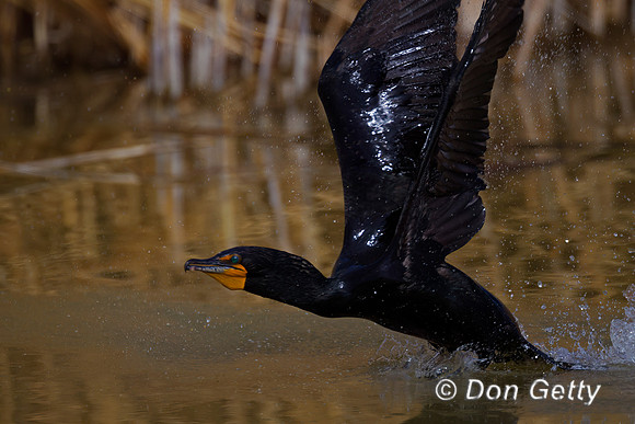 Cormorant_DC_Z2F1661