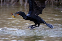 Cormorant_DC_Z2F4326