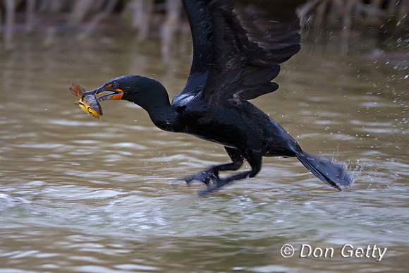 Cormorant_DC_Z2F4326