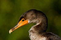 Double-crested Cormorant