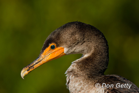 Double-crested Cormorant