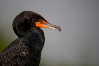 Double-crested Cormorant