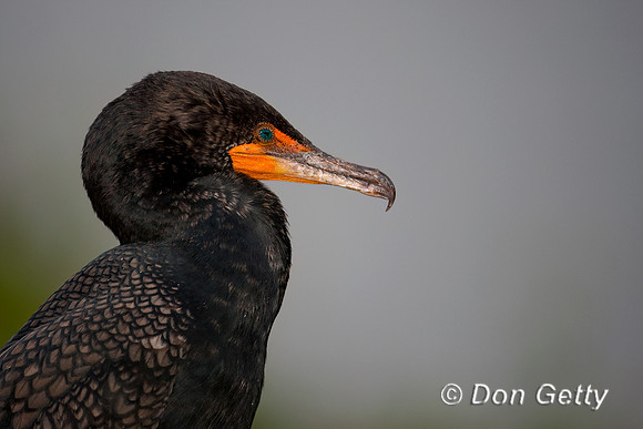 Double-crested Cormorant