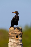 Double-crested Cormorant
