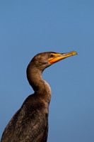 Double-crested Cormorant