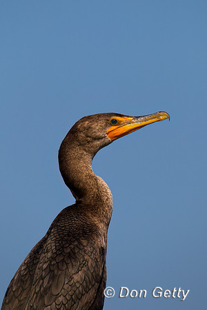 Double-crested Cormorant