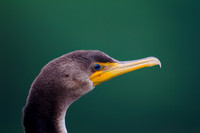 Double-crested Cormorant