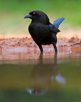Double-crested Cormorant